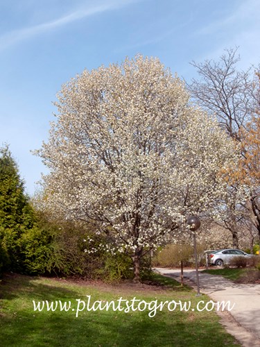 Trinity Callery Pear (Pyrus calleryana)
(April 22)